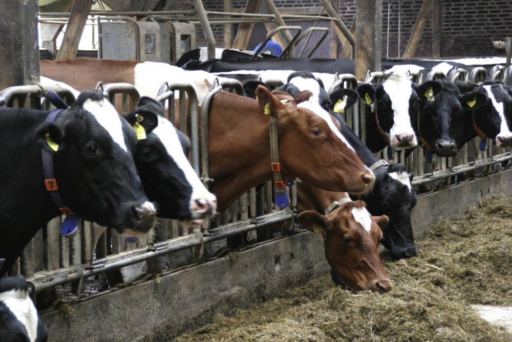 Cows Food Eat Farm Lower Saxony Cattle Stall Cows Food Eat Farm Lower Saxony Cattle Stall