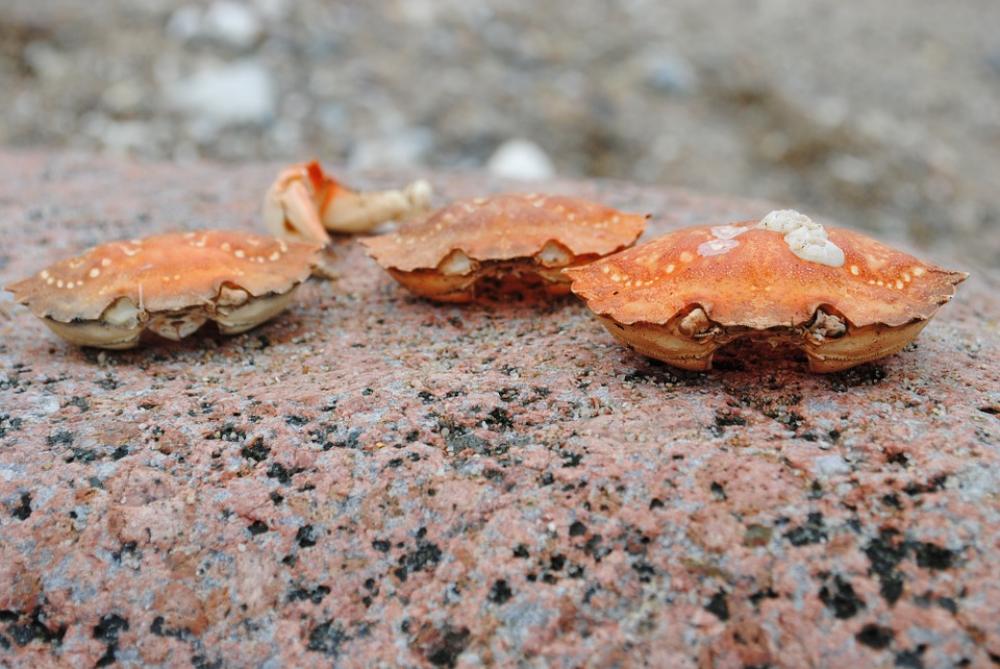 Crab Crab Skald Stone Crab Crab Skald Stone