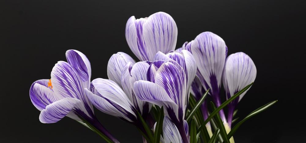 Crocus Flower Spring Nature Spring Flower Blossom Crocus Flower Spring Nature Spring Flower Blossom