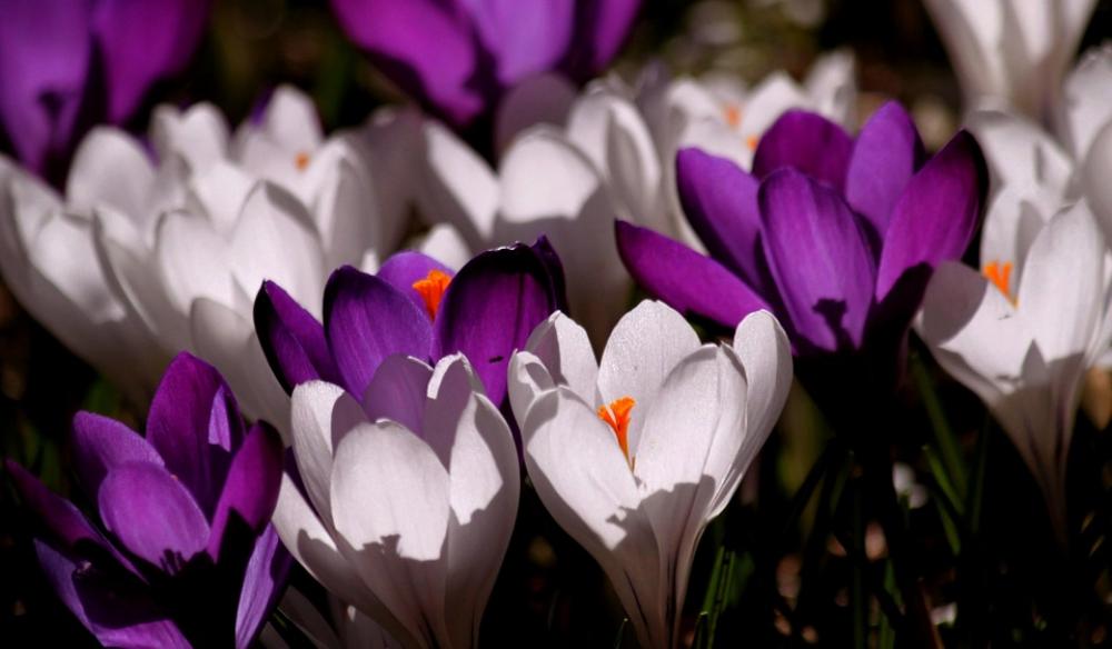 Crocus Flower Spring Purple Blossom Bloom Crocus Flower Spring Purple Blossom Bloom