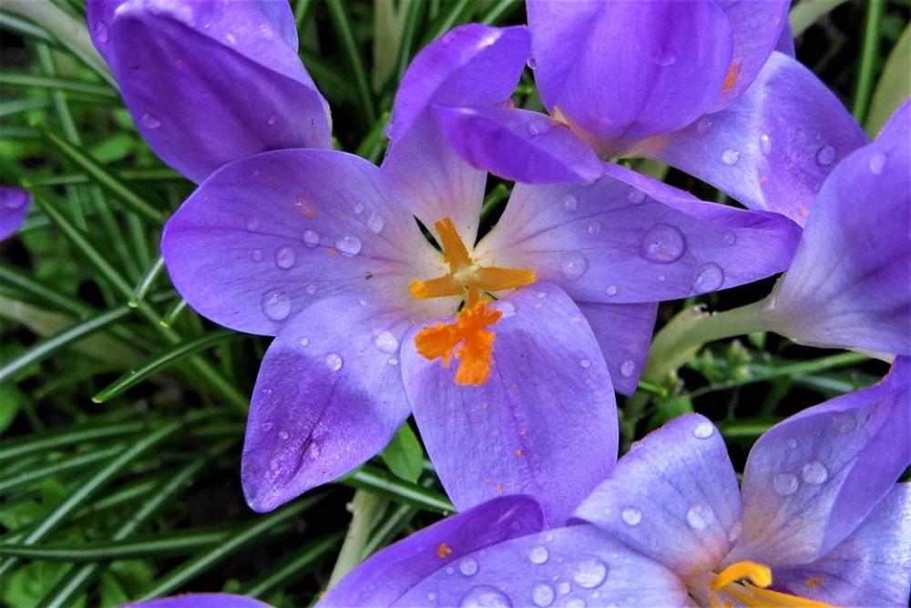 Crocus Rain Bolplant Garden Raindrop Flower Crocus Rain Bolplant Garden Raindrop Flower