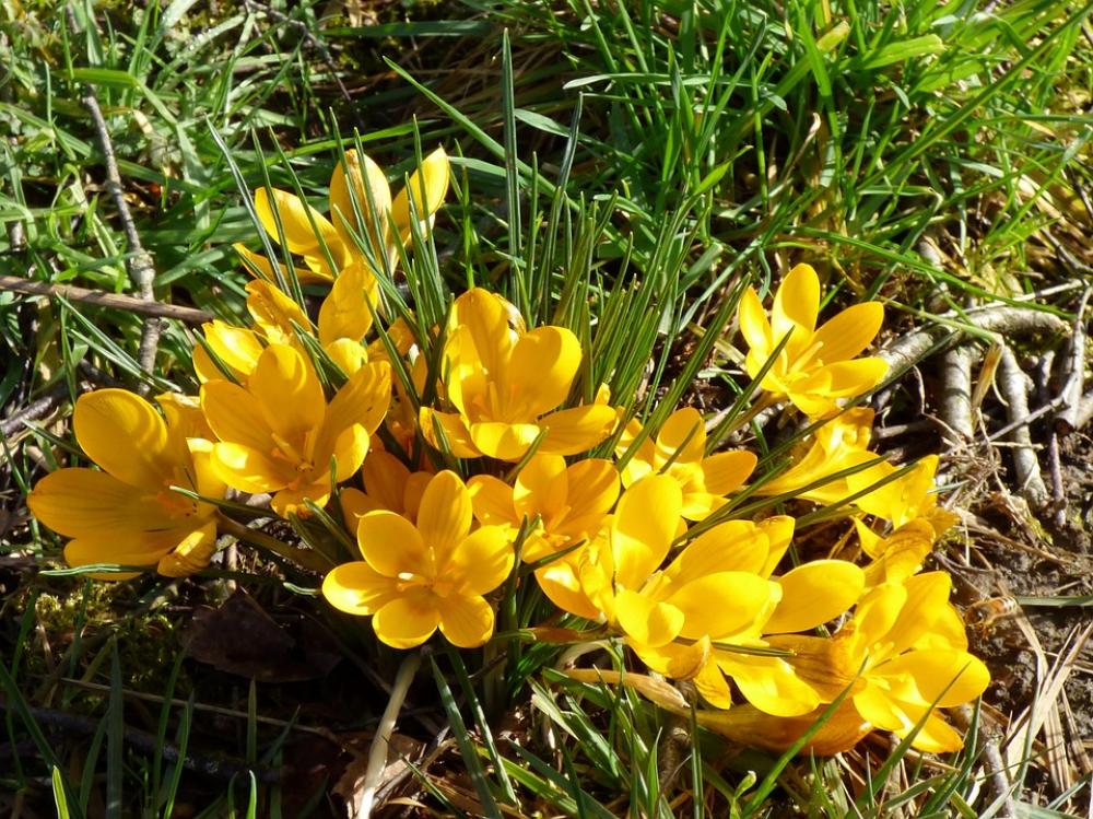Crocuses Flowers Yellow Garden Flower Nature Crocuses Flowers Yellow Garden Flower Nature