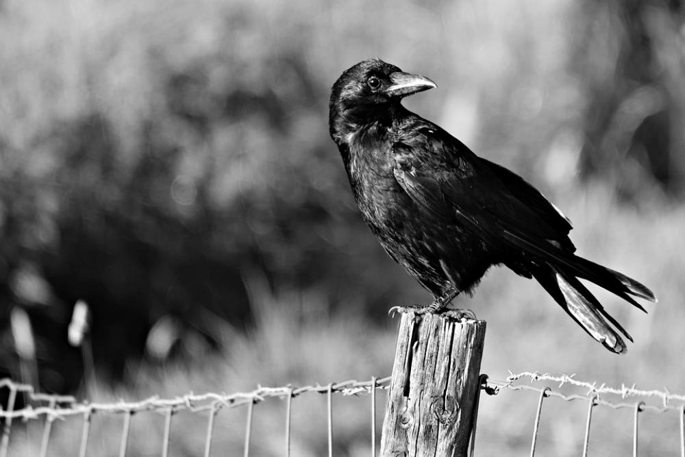 Crow Bird Raven Blackbird Animal Corvus Perched Crow Bird Raven Blackbird Animal Corvus Perched