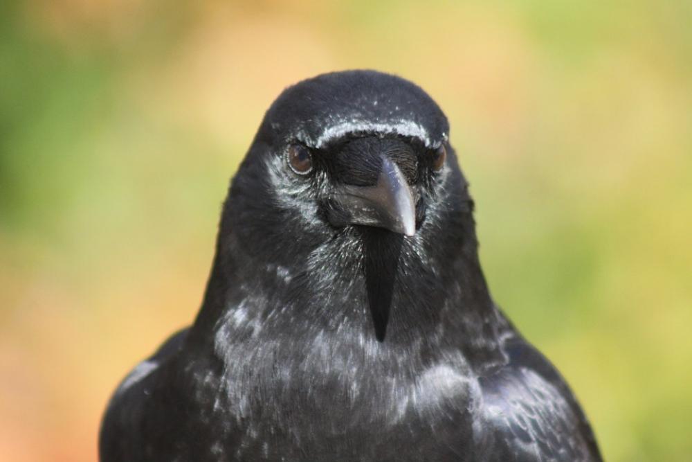 Crow Portrait Pose Crow Portrait Pose