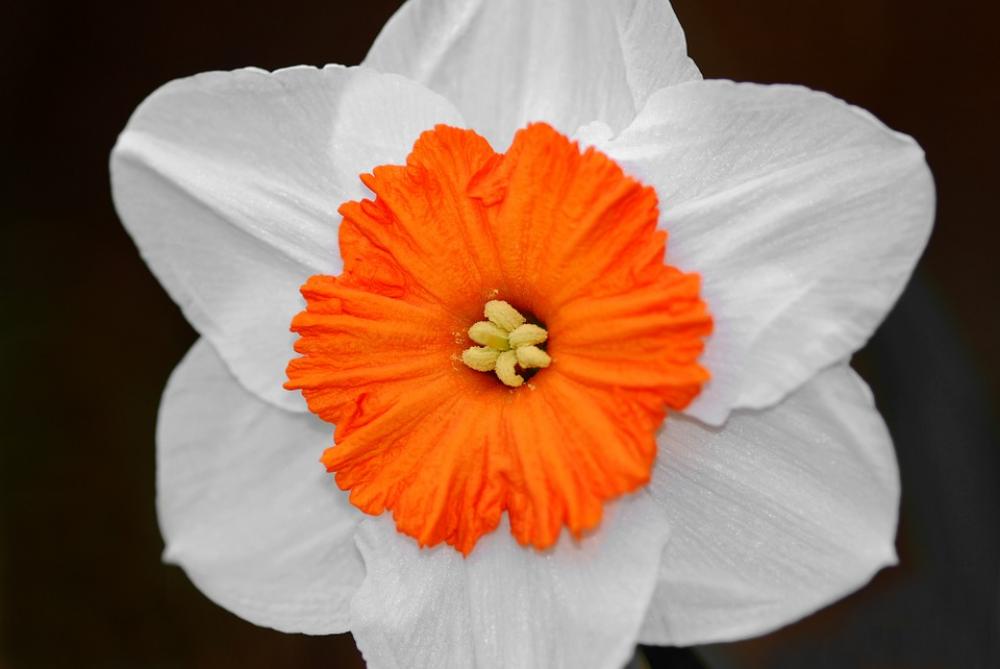 Daffodil Bicolor Flower Blossom Bloom Nature Daffodil Bicolor Flower Blossom Bloom Nature