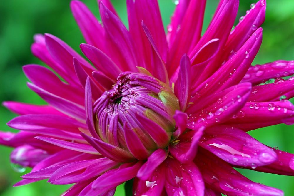 Dahlia Flower Composites Dahlia Garden Blossom Dahlia Flower Composites Dahlia Garden Blossom
