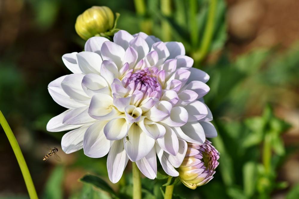 Dahlia Dahlias Bud Flower Bud Dahlia Garden Dahlia Dahlias Bud Flower Bud Dahlia Garden