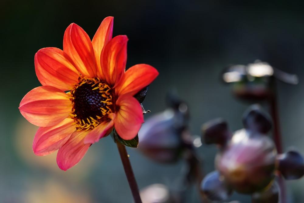 Dahlia Flower Blossom Bloom Yellow Orange Dahlia Flower Blossom Bloom Yellow Orange