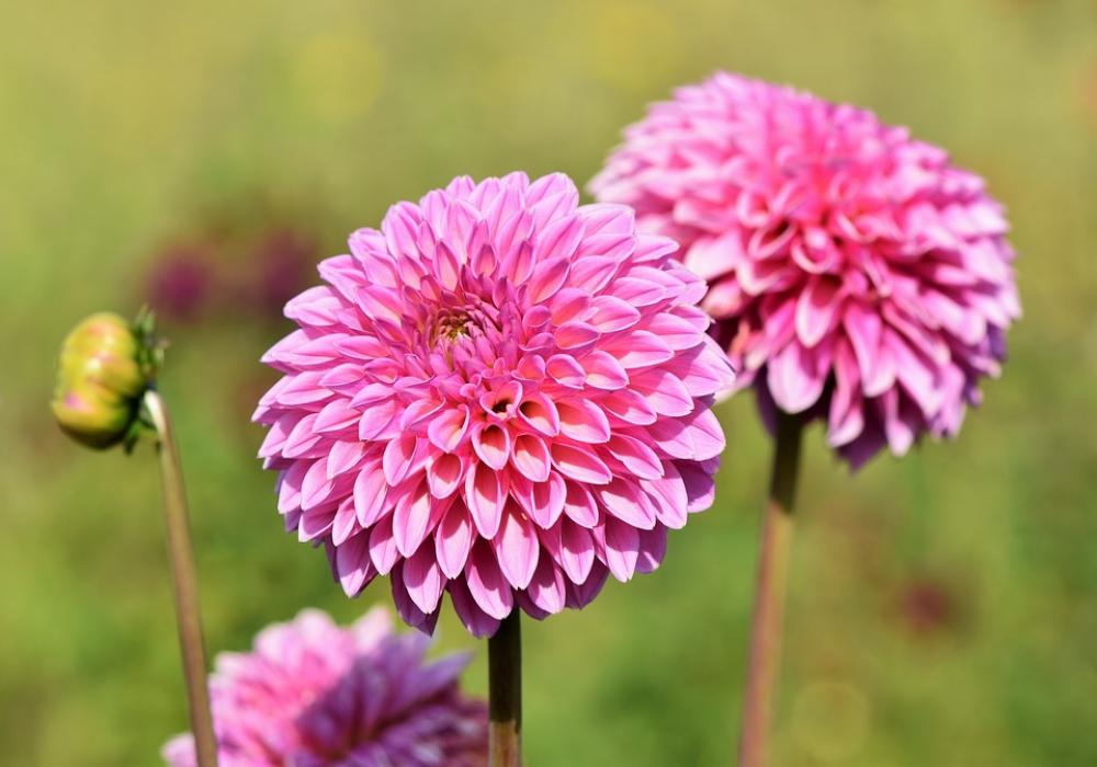Dahlia Dahlias Bud Flower Bud Dahlia Garden Dahlia Dahlias Bud Flower Bud Dahlia Garden