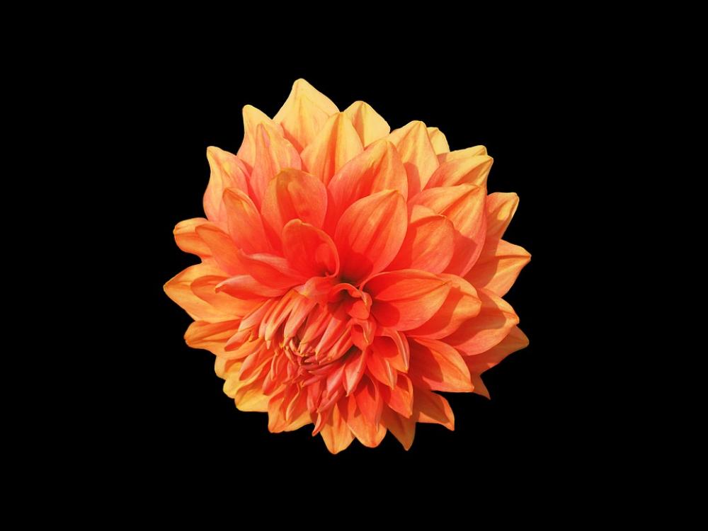 Dahlia Dahlias Asteraceae Orange Dahlia Red Dahlia Dahlia Dahlias Asteraceae Orange Dahlia Red Dahlia