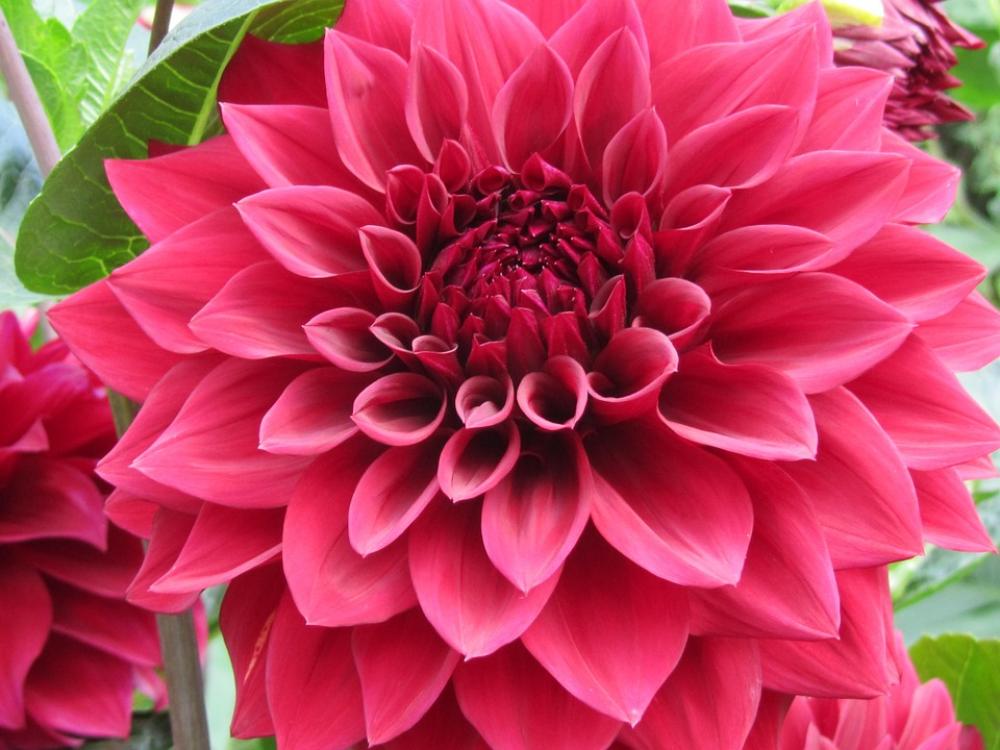 Dahlia Flower Pink Petal Dahlia Flower Pink Petal