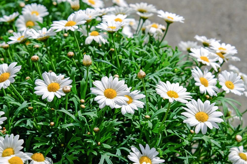 Daisies Flowers Bloom White Yellow Plant Nature Daisies Flowers Bloom White Yellow Plant Nature