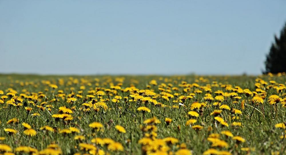 Dandelion Meadow Dandelion Meadow Spring Yellow Dandelion Meadow Dandelion Meadow Spring Yellow