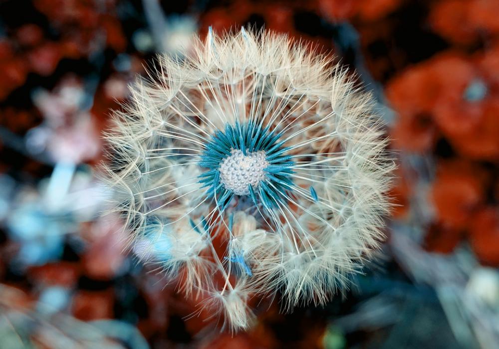 Dandelion Plant Close Up Macro Nature Blossom Dandelion Plant Close Up Macro Nature Blossom