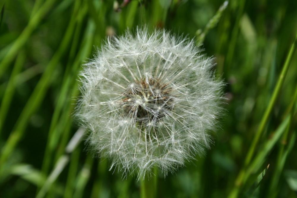 Dandelion Wind Seed Dandelion Wind Seed