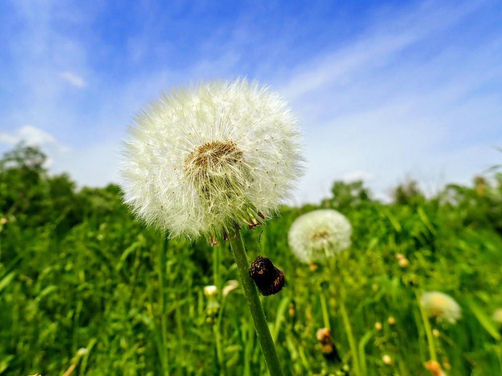 Dandelion Nature Flower Summer Macro Meadow Dandelion Nature Flower Summer Macro Meadow