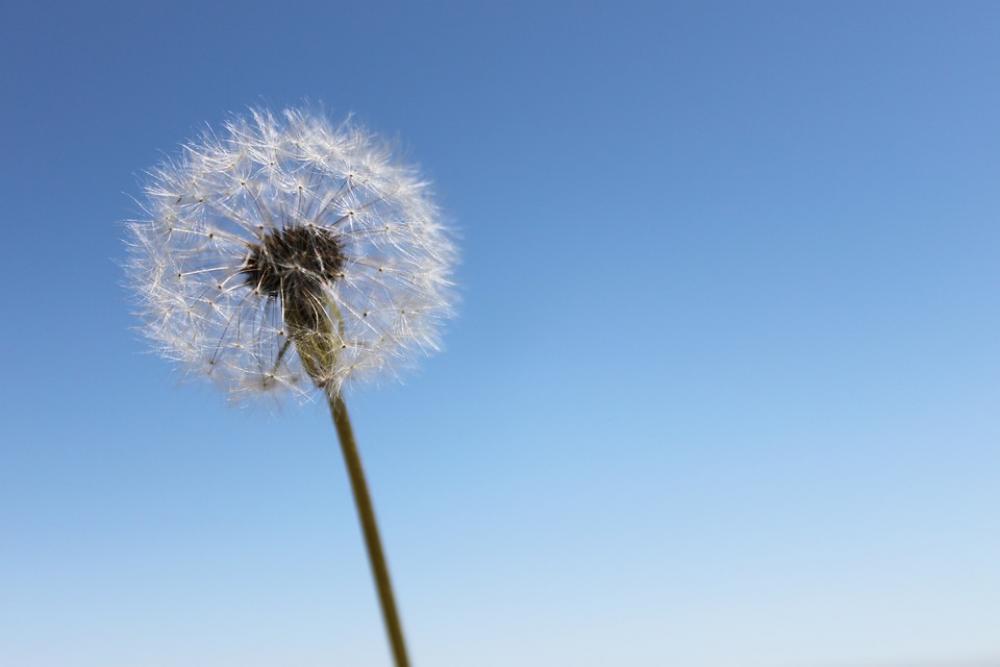 Dandelion Sky Wishes Flower Nature Wind Seeds Dandelion Sky Wishes Flower Nature Wind Seeds