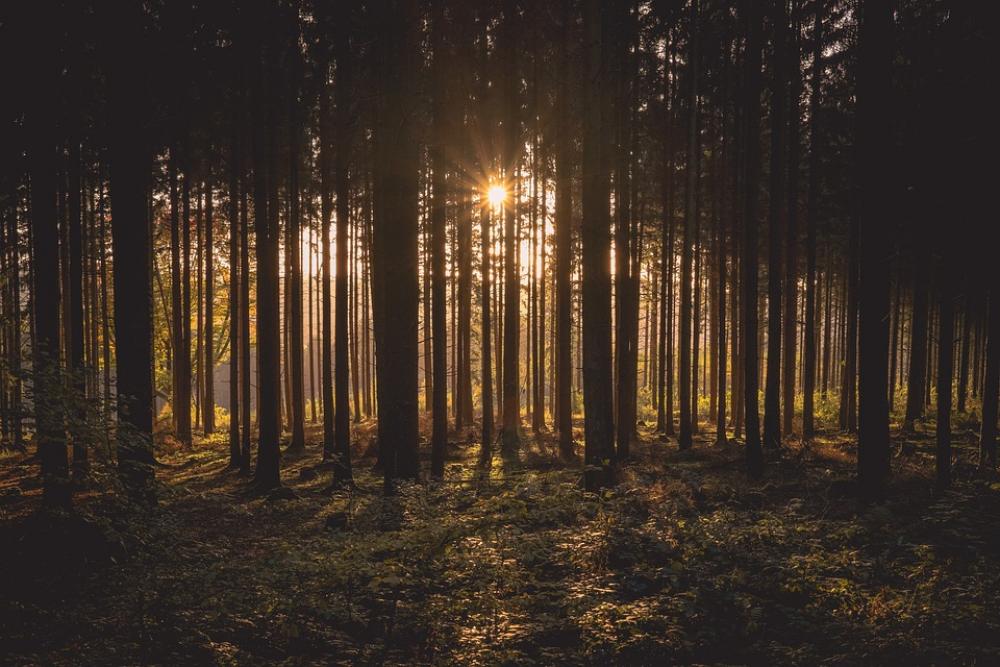 Dawn Forest Dusk Landscape Nature Outdoors Dawn Forest Dusk Landscape Nature Outdoors