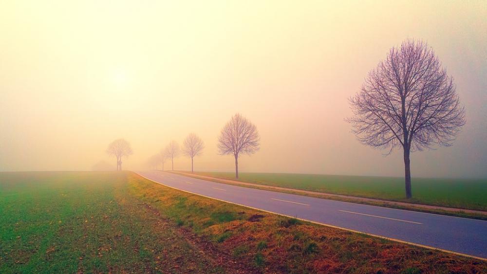 Dawn Road Fog Landscape Trees Nature Field Dawn Road Fog Landscape Trees Nature Field