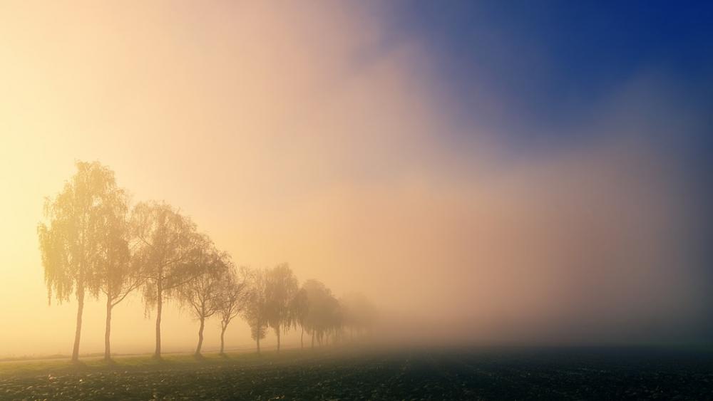 Dawn Light Trees Fog Landscape Nature Field Dawn Light Trees Fog Landscape Nature Field
