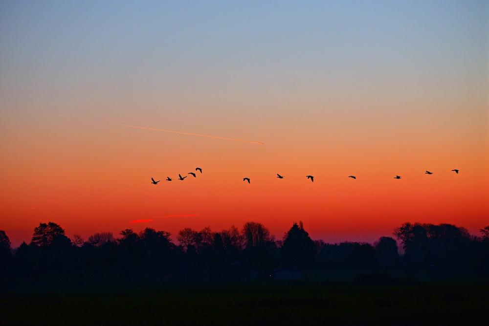Dawn Sunrise Early Morning Skies Birds Silhouettes Dawn Sunrise Early Morning Skies Birds Silhouettes