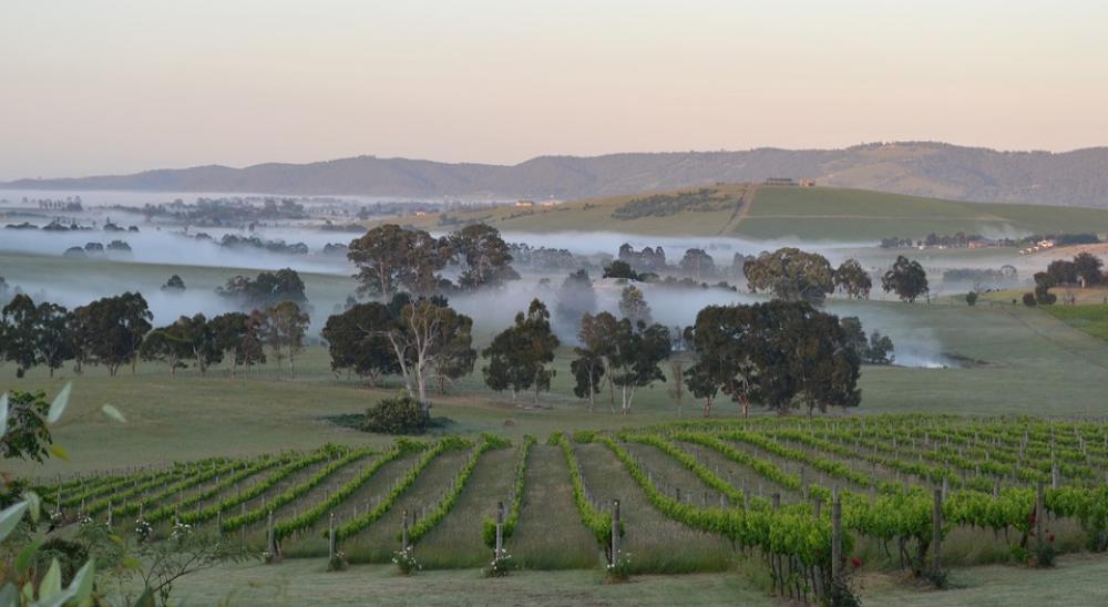Dawn Mist Winery Valley Calm Quiet Peace Dawn Mist Winery Valley Calm Quiet Peace