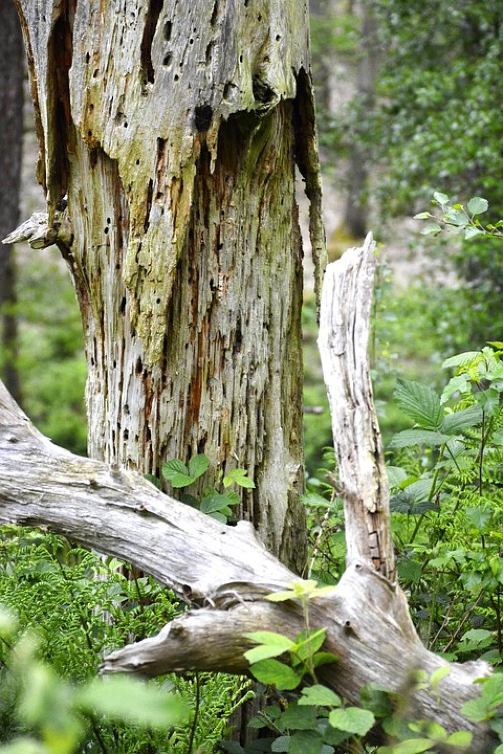 Decay Wood Rotting Nature Rural Insect Decay Wood Rotting Nature Rural Insect