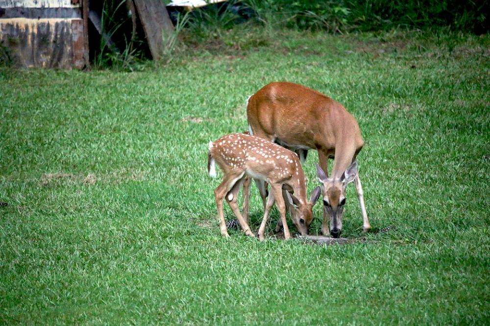 Deer Fawn Doe Grass Nature Animal Wildlife Deer Fawn Doe Grass Nature Animal Wildlife