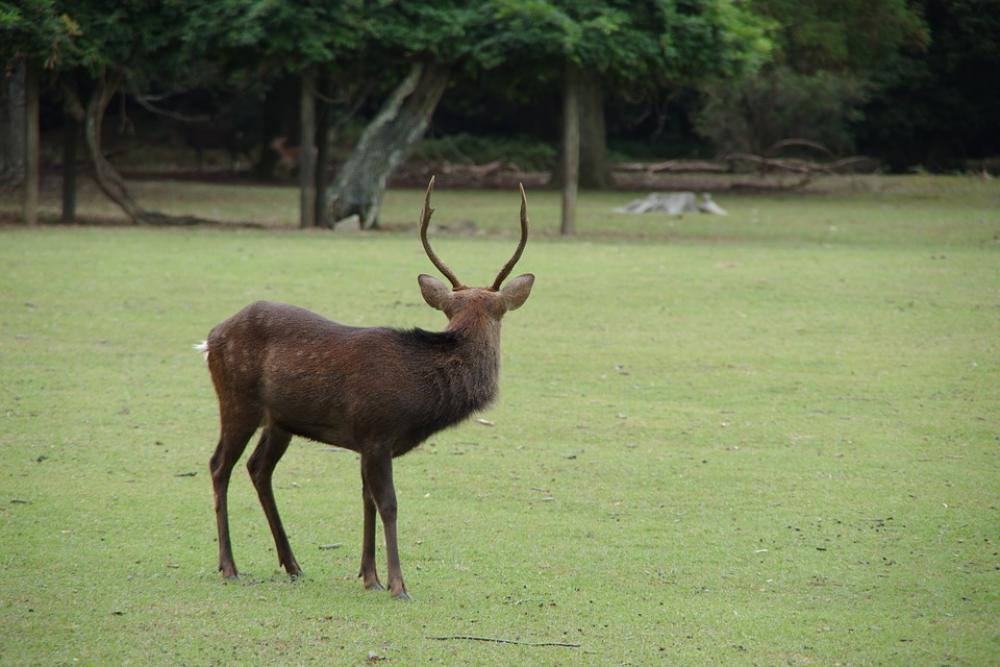Deer Nara Field Deer Nara Field