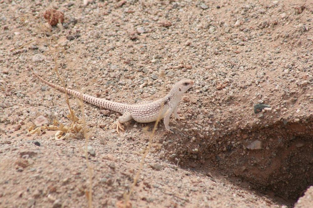 Desert Iguana Iguana Lizard Reptile Nature Desert Desert Iguana Iguana Lizard Reptile Nature Desert