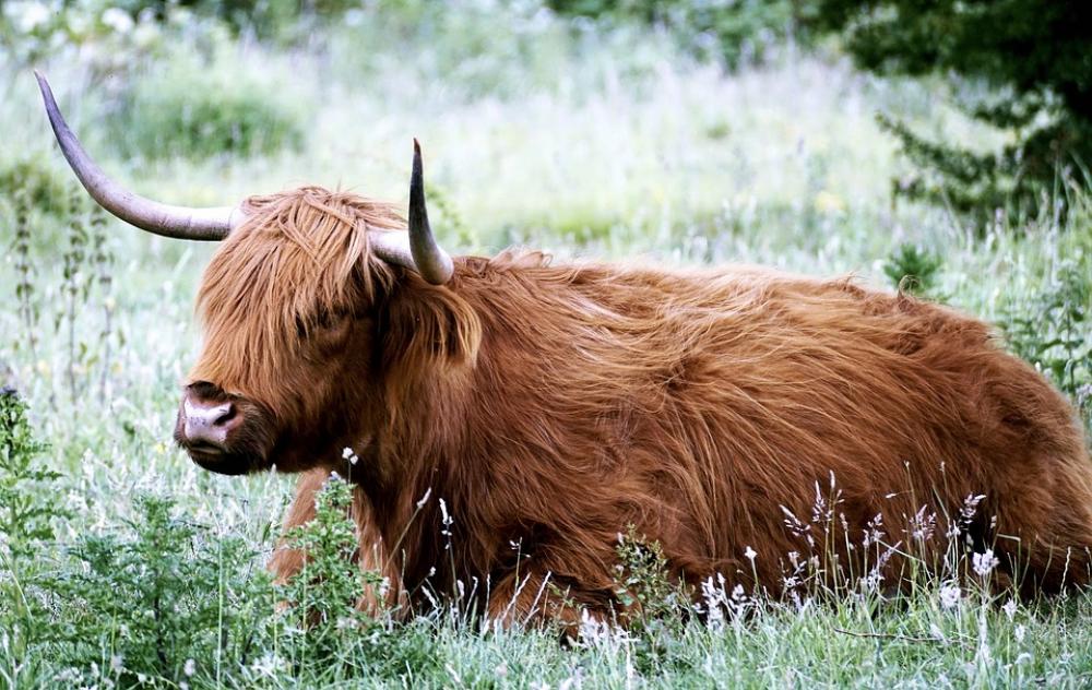 Desirable Beef Livestock Scottish Hochlandrind Desirable Beef Livestock Scottish Hochlandrind
