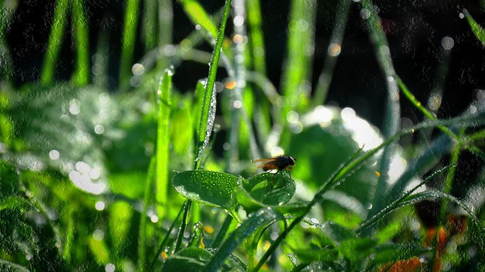 Dew Green Insect Dew Green Insect