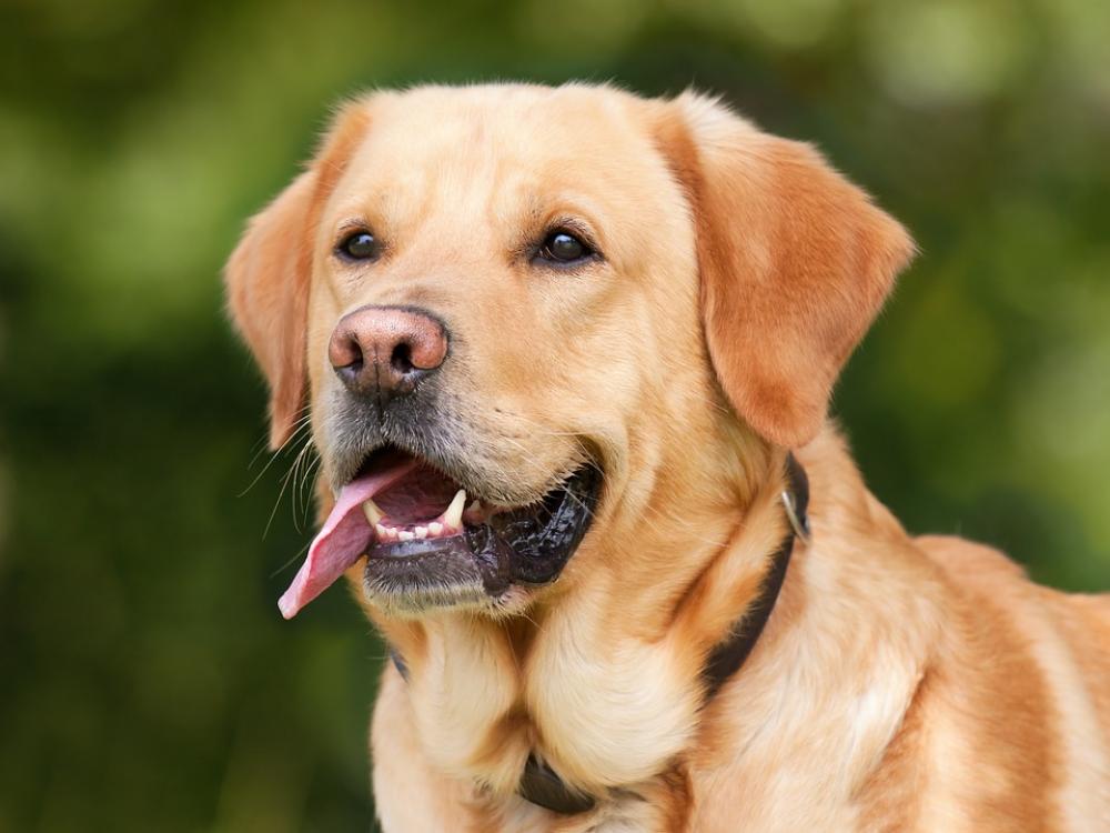 Dog Labrador Light Brown Pet Animal In The Free Dog Labrador Light Brown Pet Animal In The Free