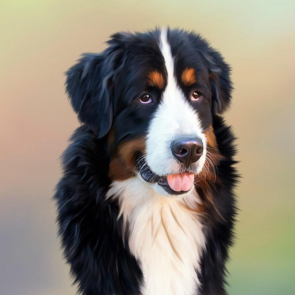 Dog Bernese Mountain Dog Senner Dog Pet Good Dog Bernese Mountain Dog Senner Dog Pet Good