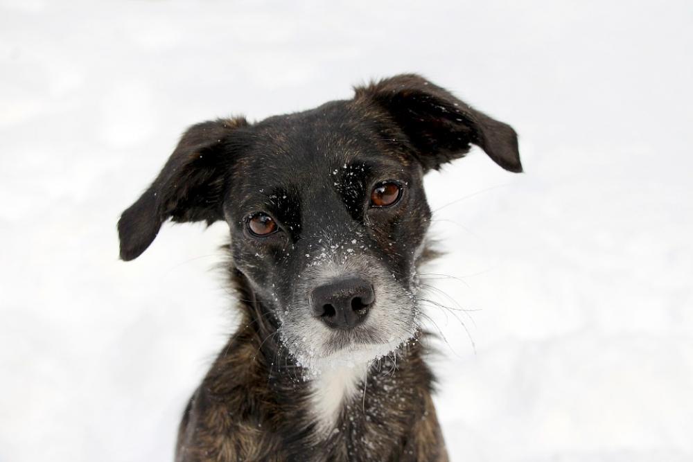 Dog Portrait Black Snow Face Cute Funny Sweet Dog Portrait Black Snow Face Cute Funny Sweet
