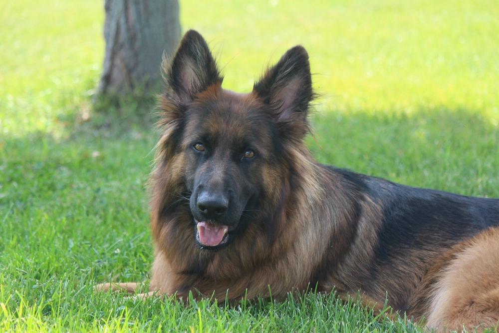 Dog Puppy Animal Canine Doggy Domestic Dog Puppy Animal Canine Doggy Domestic