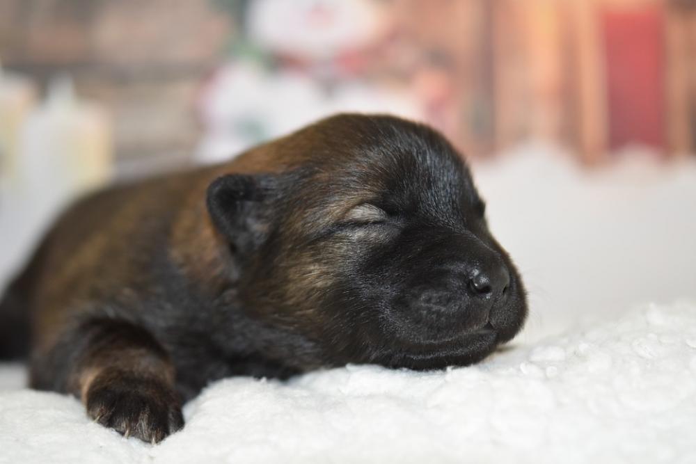 Dog Puppy Eurasier Puppy New Born Canine Dog Puppy Eurasier Puppy New Born Canine