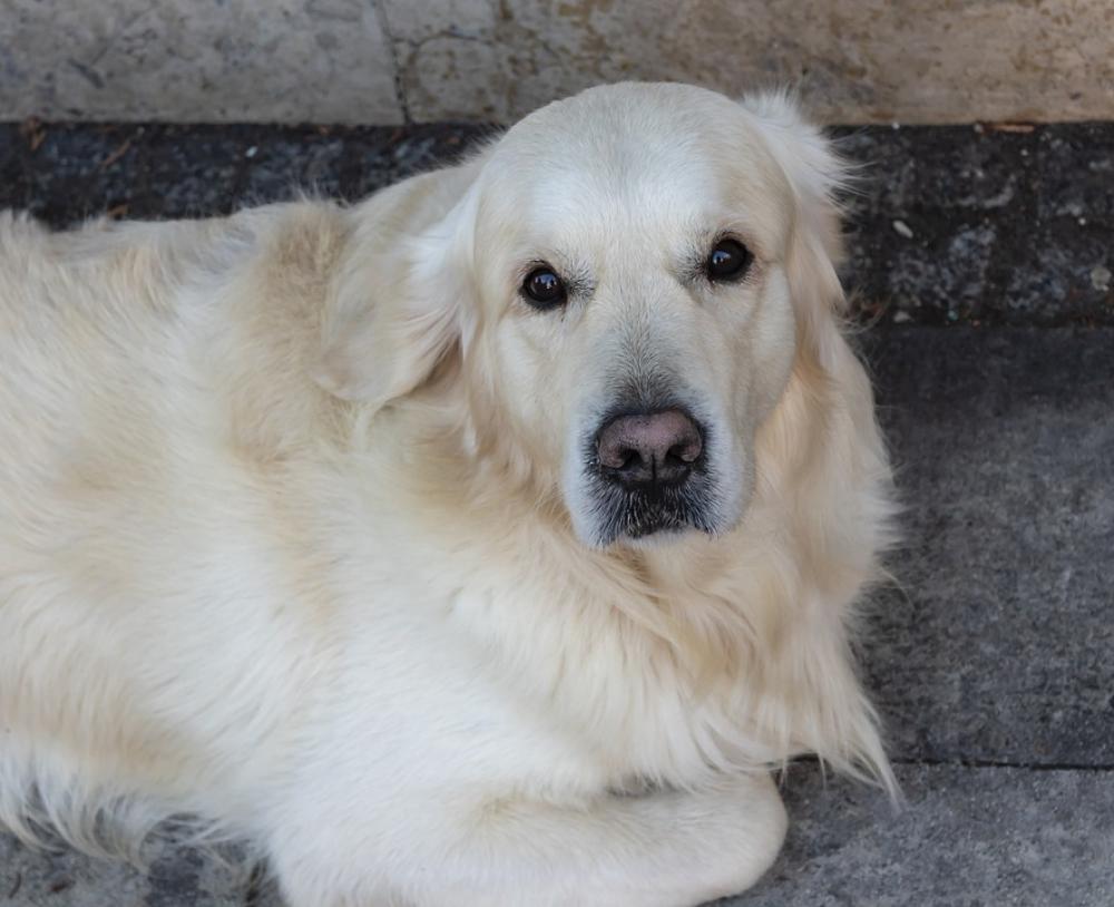 Dog Eb Golden Retriever Pets Animal Loyalty Cute Dog Eb Golden Retriever Pets Animal Loyalty Cute