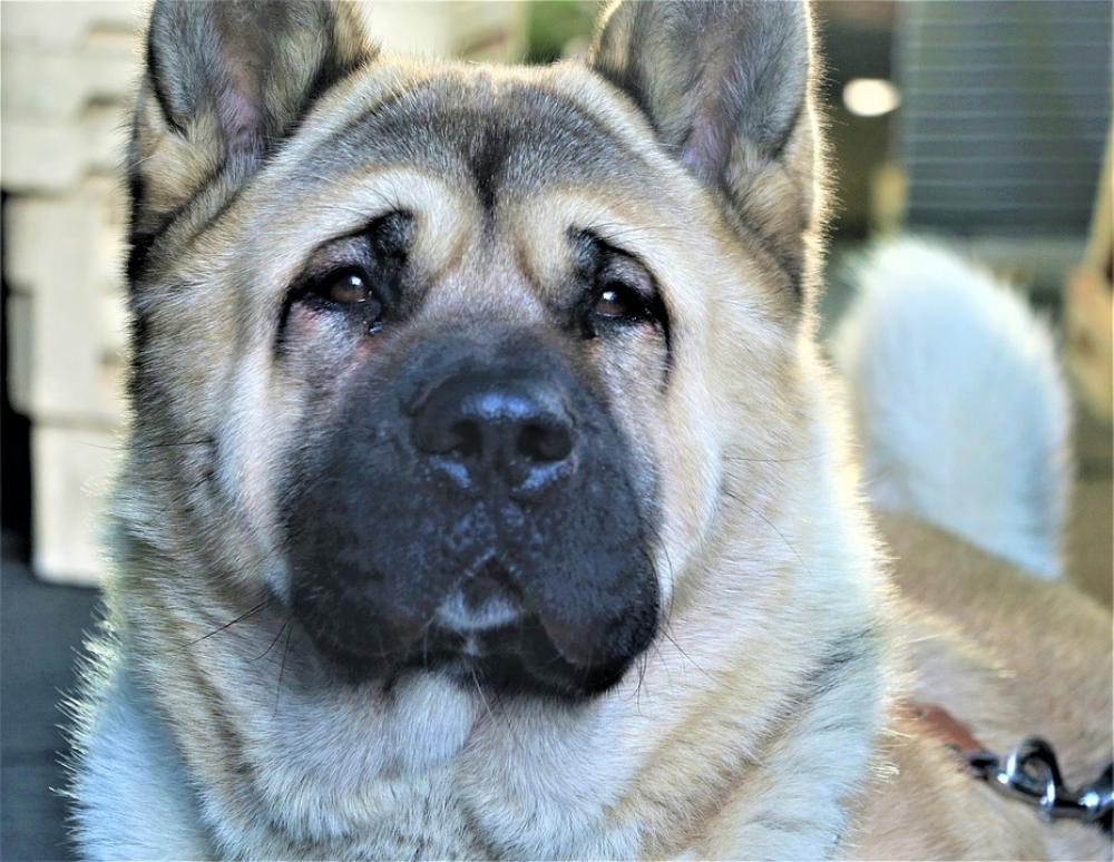 Dog Face Canine Akita Pet Portrait Breed Dog Face Canine Akita Pet Portrait Breed