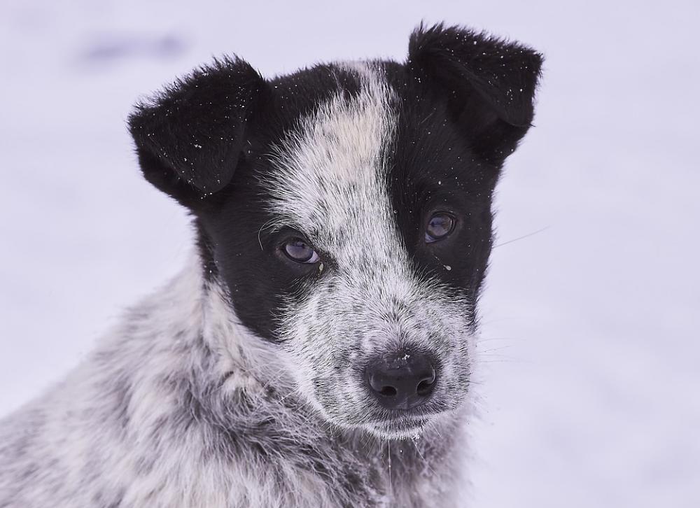 Dog Snow In Winter Portrait Eyes Fur Cute Nature Dog Snow In Winter Portrait Eyes Fur Cute Nature