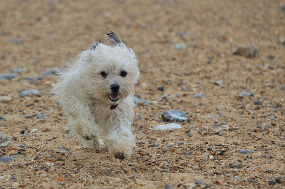 Dog Canine Running Trained Mammal Animal Pet Dog Canine Running Trained Mammal Animal Pet