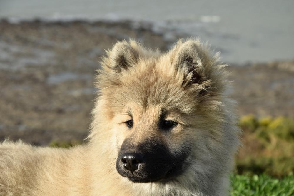 Dog Pup Puppy Dog Eurasier Olaf Blue Dog Pup Puppy Dog Eurasier Olaf Blue