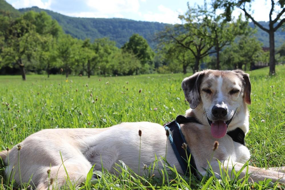 Dog Lying Tongue Meadow Exhausted Dog Lying Tongue Meadow Exhausted