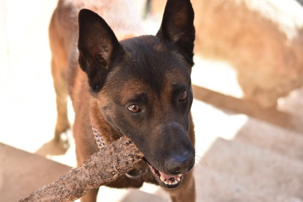 Dog Chien Berger Beige Malinois Malinois Male Dog Chien Berger Beige Malinois Malinois Male