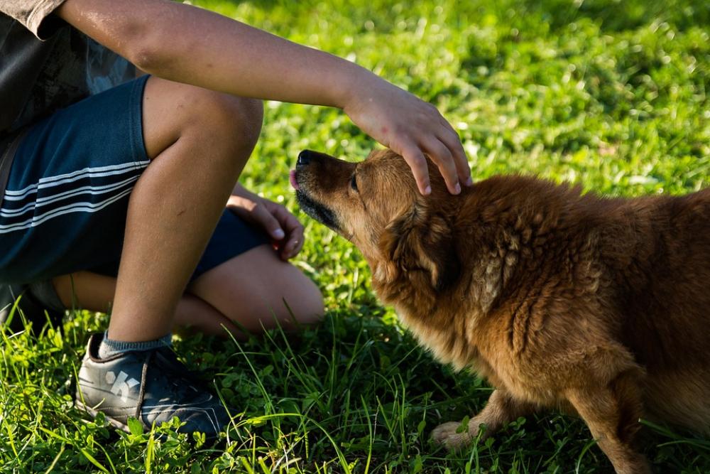 Dog Man A Friend Of Man Fun Friendship Child Dog Man A Friend Of Man Fun Friendship Child