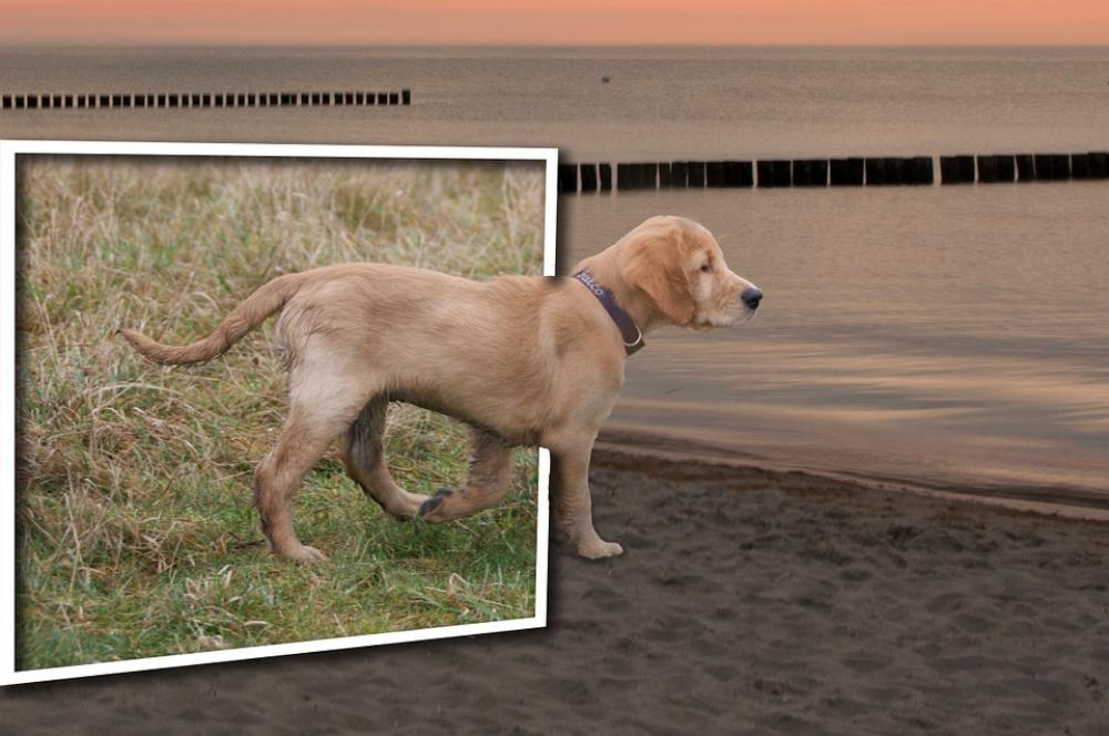 Dog Photomontage Mirror Fantasy Art Landscape Dog Photomontage Mirror Fantasy Art Landscape