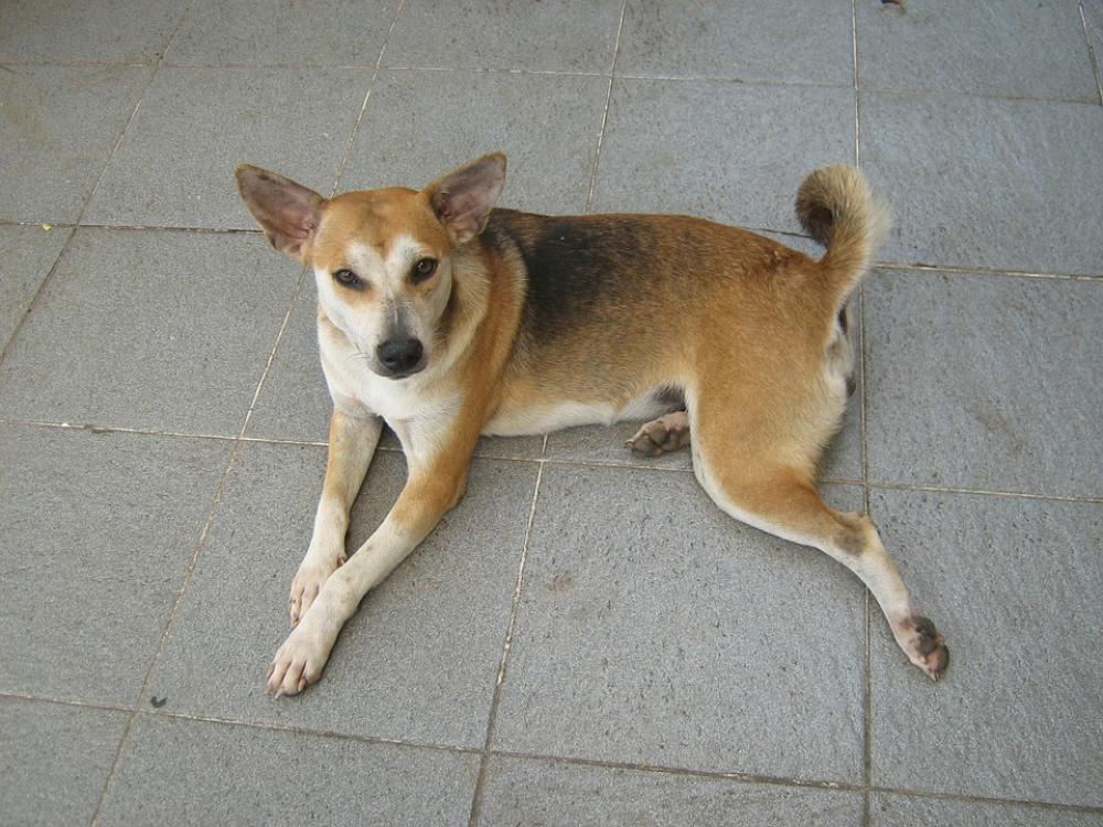 Dog Lay Animal Pet Cute Puppy Purebred Dog Lay Animal Pet Cute Puppy Purebred
