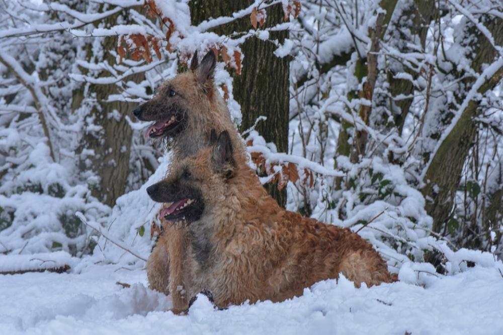 Dogs Snow Animal Winter Dog Pet Cold Nature Dogs Snow Animal Winter Dog Pet Cold Nature