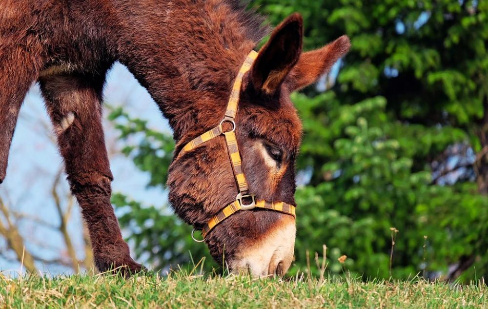 Donkey Mule Animal Beast Of Burden Nature Rural Donkey Mule Animal Beast Of Burden Nature Rural