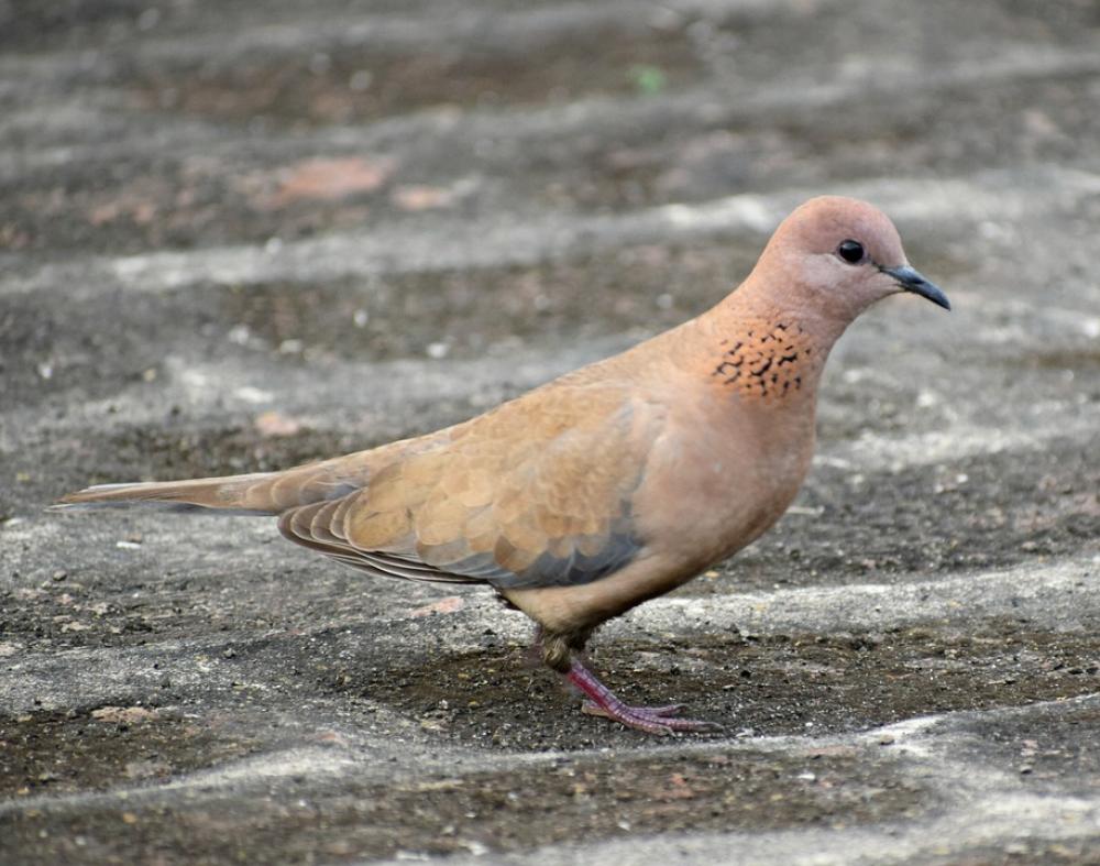 Dove Bird Pigeon Animal Nature Wings Feathers Dove Bird Pigeon Animal Nature Wings Feathers